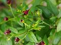 Brown Figwort